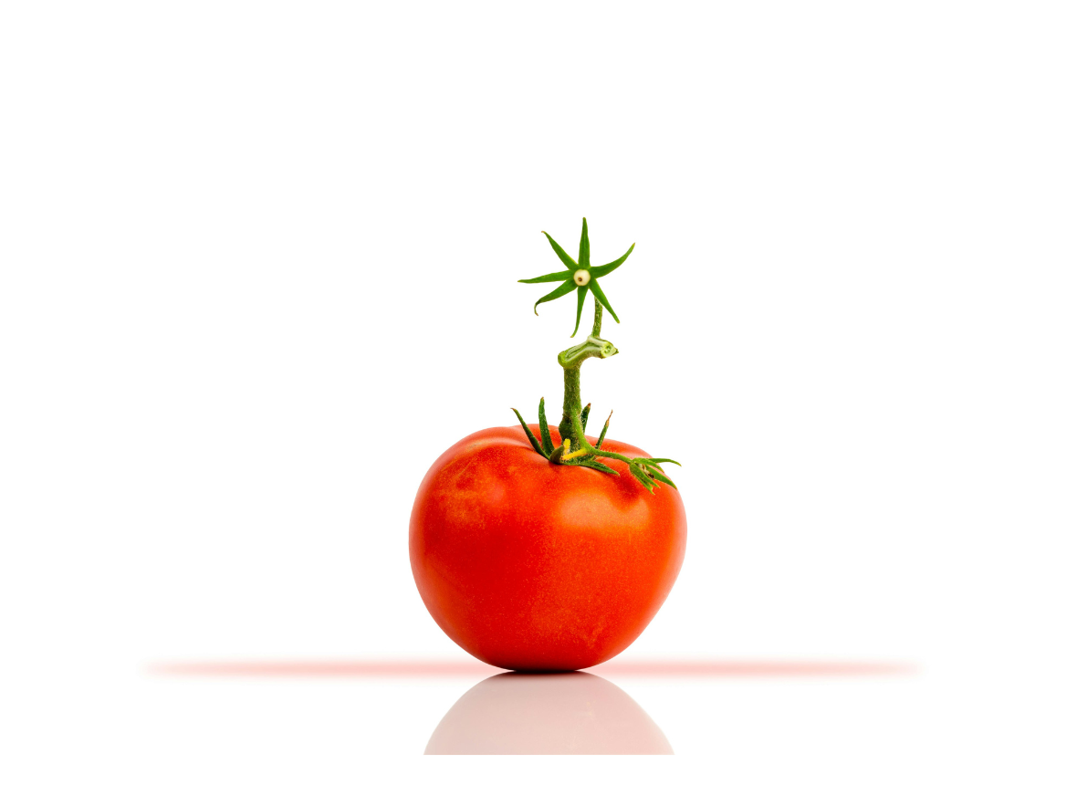 Pomodoro Technique: Picture of a single tomato to represent the kitchen timer used in the strategy